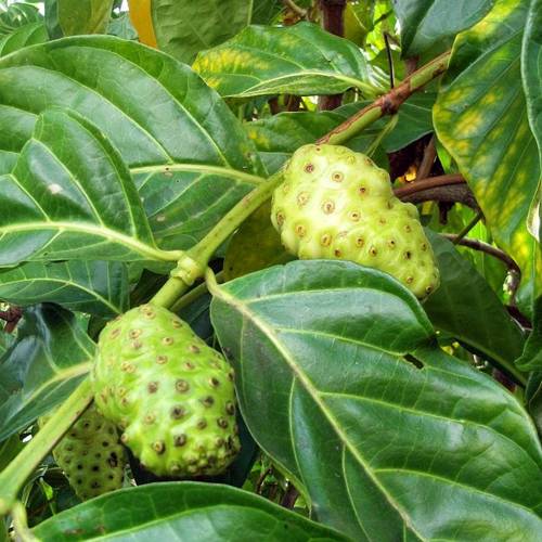 Ba Ji Tian (Morinda roots) plant