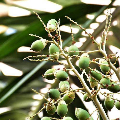 Bing Lang (Areca nuts) plant