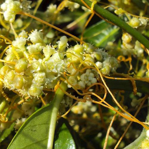 Tu Si Zi (Cuscuta seeds) plant