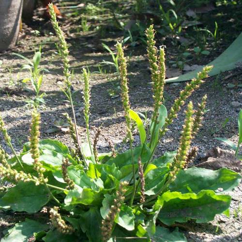 Che Qian Zi (Plantain seeds) plant