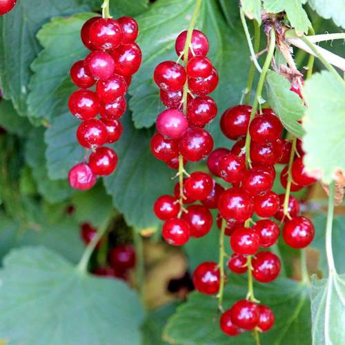 Wu Wei Zi (Schisandra berries) plant
