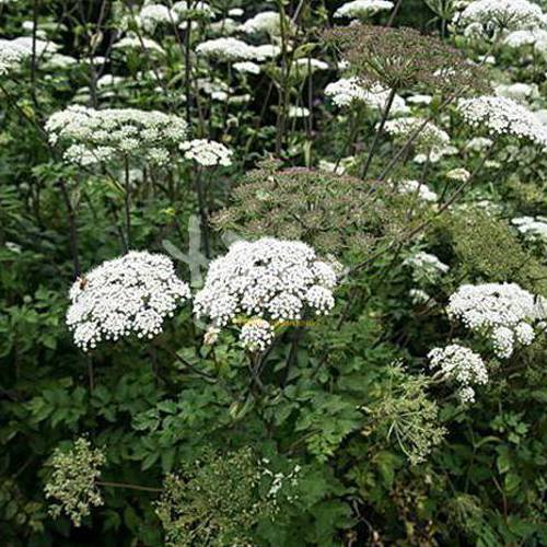 Qiang Huo (Notopterygium roots) plant