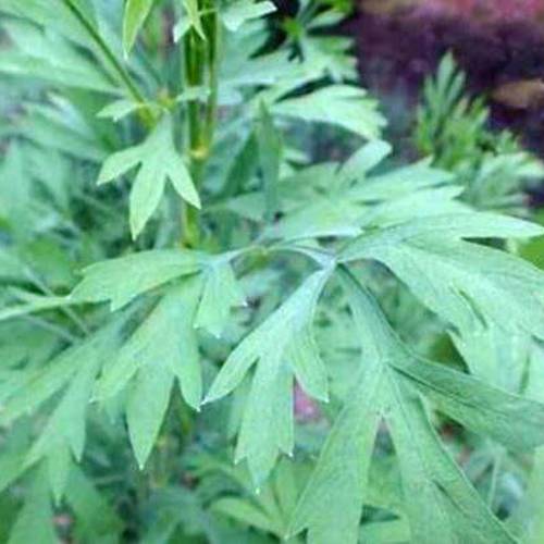 Fang Feng (Saposhnikovia roots) plant