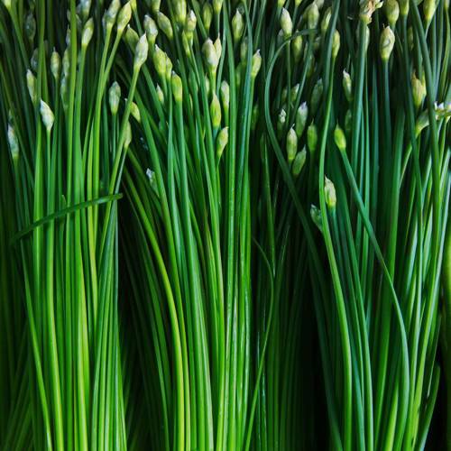 Jiu Cai Zi (Garlic chive seeds) plant