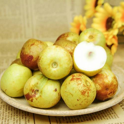 Da Zao (Jujube dates) plant