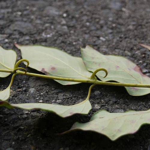 Gou Teng (Gambir stems and thorns) plant