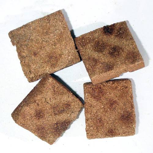 Shen Qu (Medicated leaven) plant