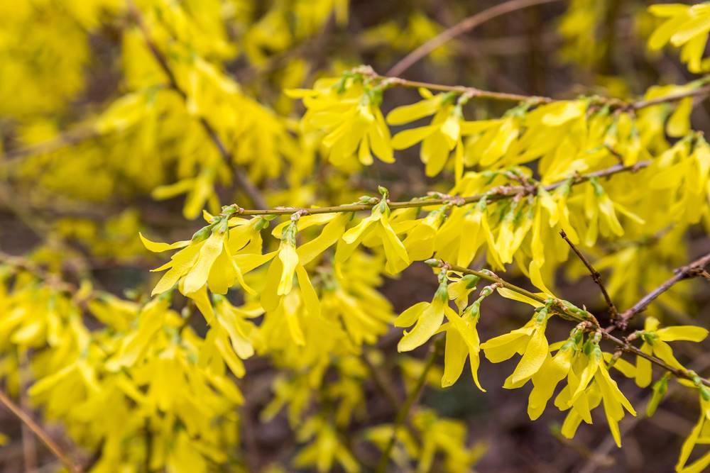 Lian Qiao (Forsythia fruits) plant