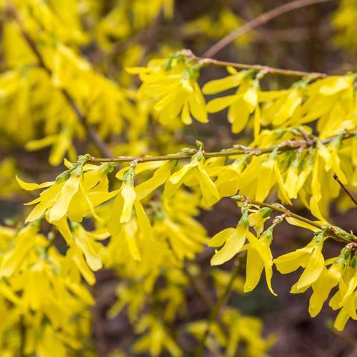 Lian Qiao (Forsythia fruits) plant