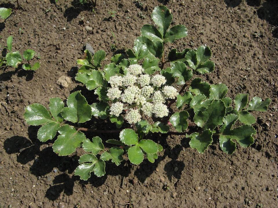 Bei Sha Shen (Glehnia roots) plant