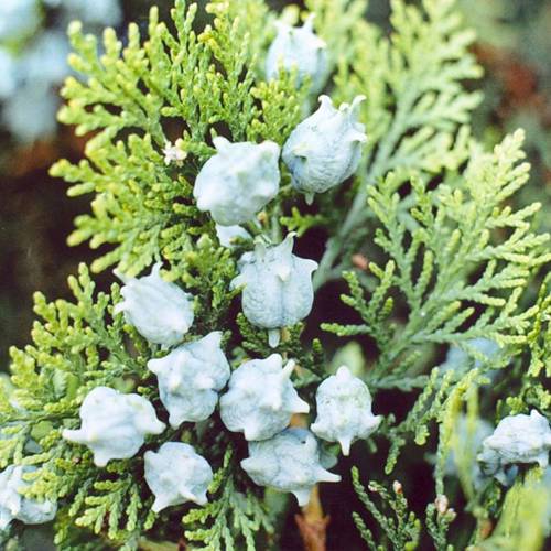 Bai Zi Ren (Biota seeds) plant