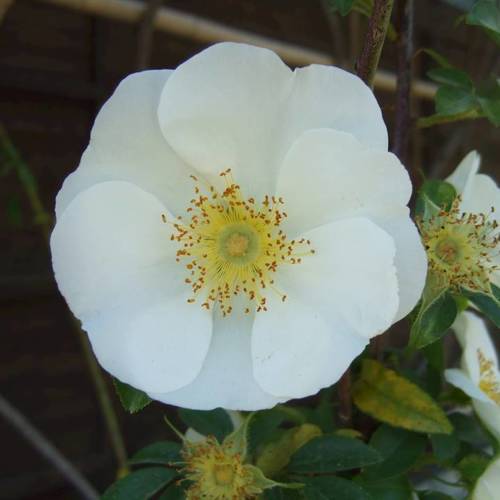 Jin Ying Zi (Cherokee rose fruits) plant