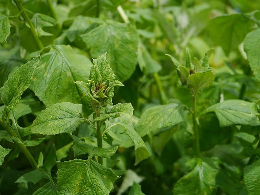 Mu Xiang (Costus roots) plant