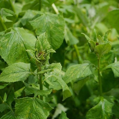 Mu Xiang (Costus roots) plant