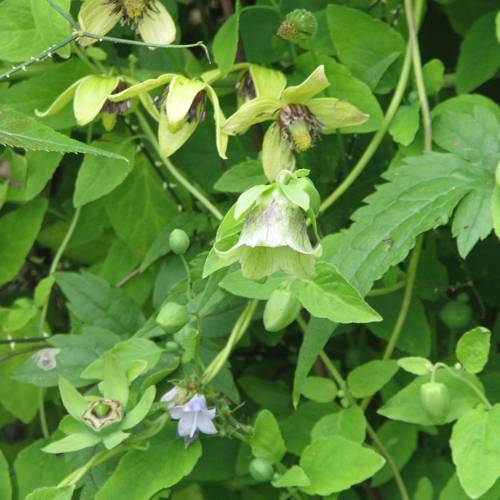 Dang Shen (Codonopsis roots) plant