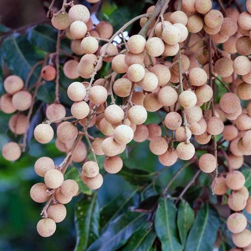 Long Yan Rou (Longans) plant