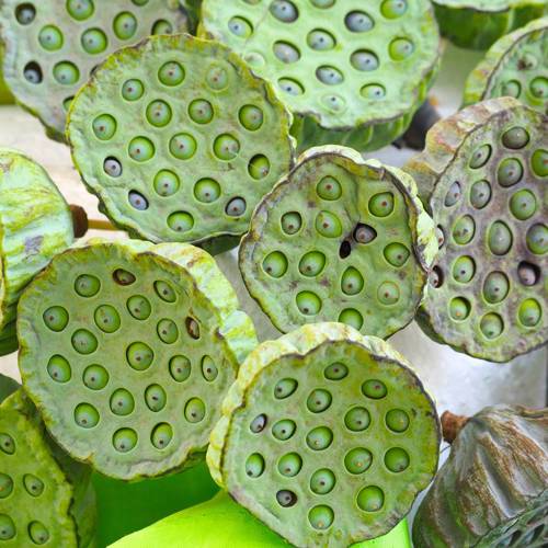 Lian Fang (Lotus receptacles) plant