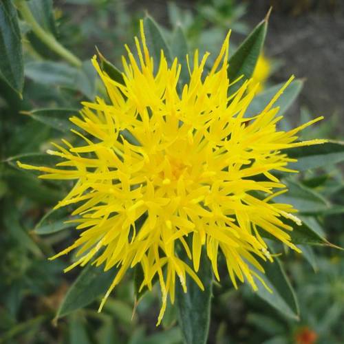 Hong Hua (Safflowers) plant