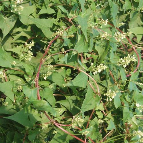 He Shou Wu (Fleeceflower roots) plant