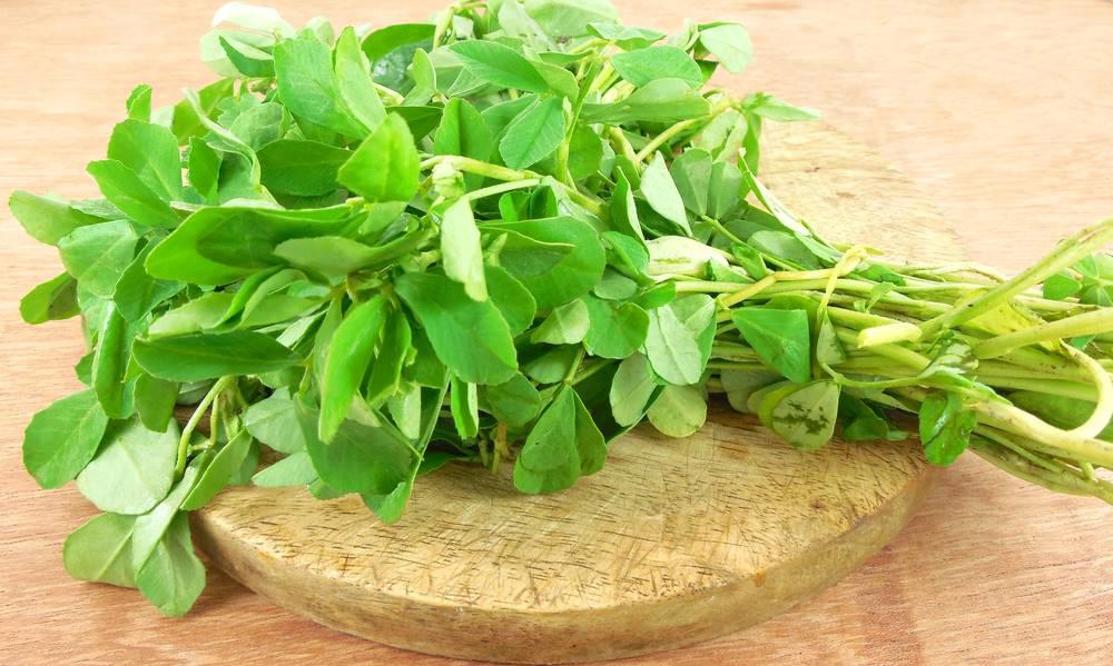 Hu Lu Ba (Fenugreek seeds) plant