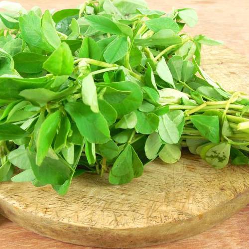 Hu Lu Ba (Fenugreek seeds) plant
