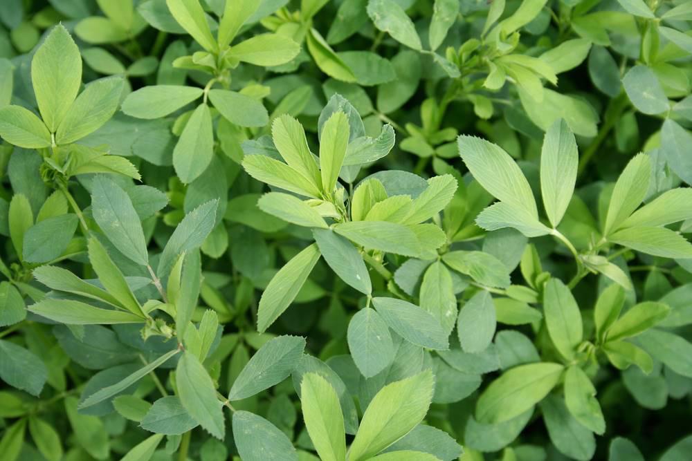 Mu Xu (Alfalfa leaves) plant