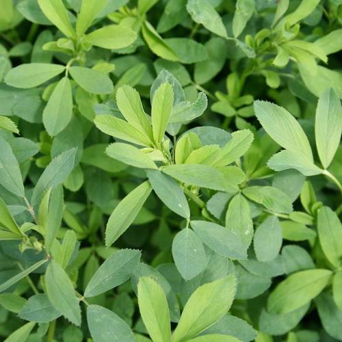 Mu Xu (Alfalfa leaves) plant