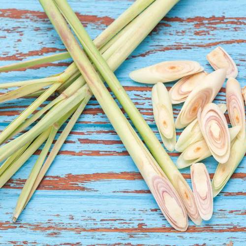 Xiang Mao (Lemongrass) plant