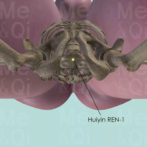 Huiyin REN-1 - Bones view - Acupuncture point on Directing Vessel