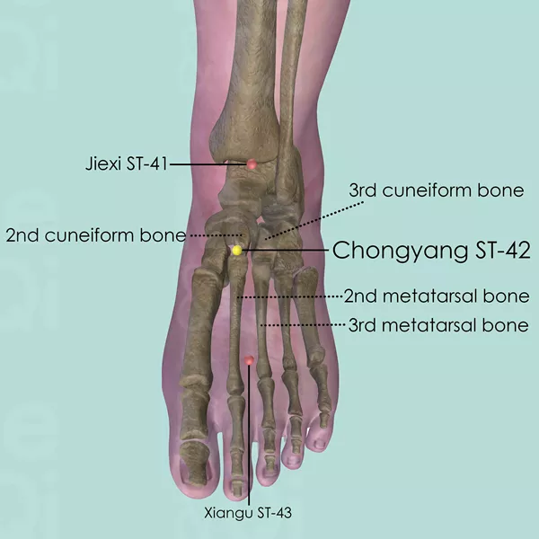 Chongyang ST-42 - Bones view - Acupuncture point on Stomach Channel