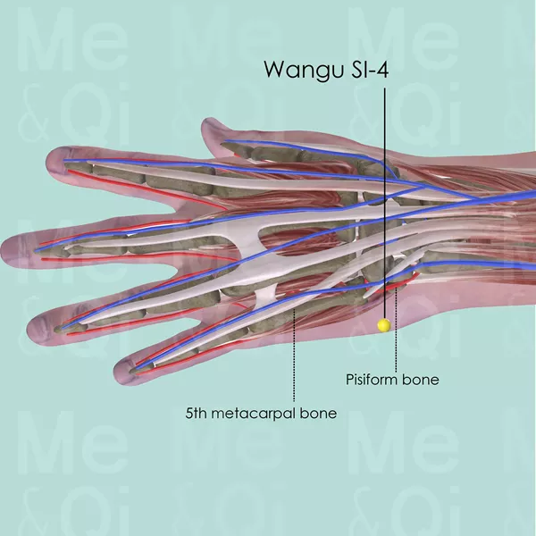 Wangu SI-4 - Muscles view - Acupuncture point on Small Intestine Channel