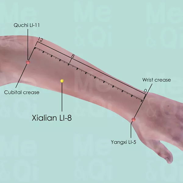 Xialian LI-8 - Skin view - Acupuncture point on Large Intestine Channel