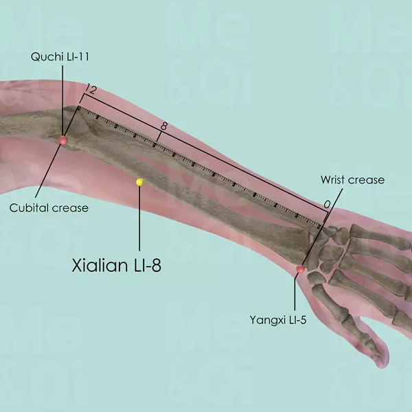 Xialian LI-8 - Bones view - Acupuncture point on Large Intestine Channel