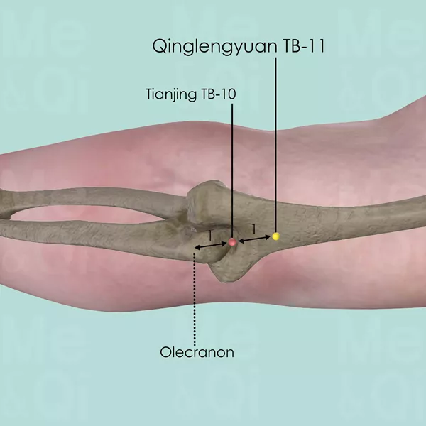 Qinglengyuan TB-11 - Bones view - Acupuncture point on Triple Burner Channel