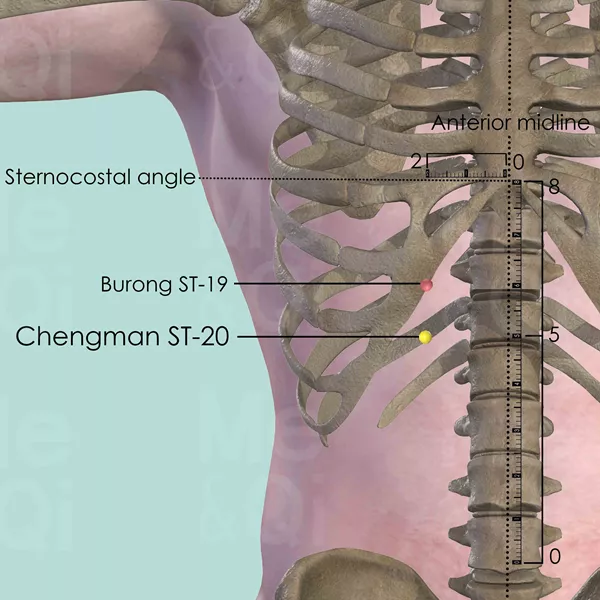 Chengman ST-20 - Bones view - Acupuncture point on Stomach Channel