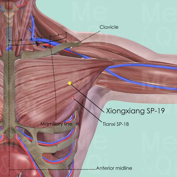 Xiongxiang SP-19 - Muscles view - Acupuncture point on Spleen Channel