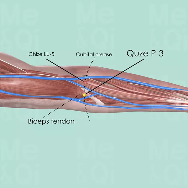 Quze P-3 - Muscles view - Acupuncture point on Pericardium Channel