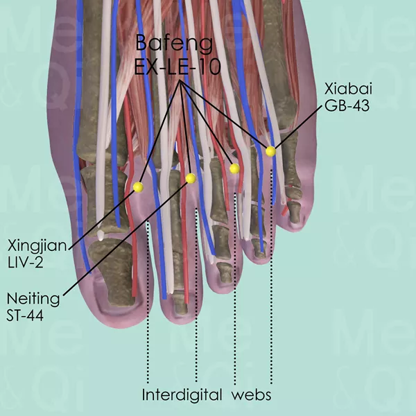 Bafeng EX-LE-10 - Muscles view - Acupuncture point on Extra Points: Lower Extremities (EX-LE)