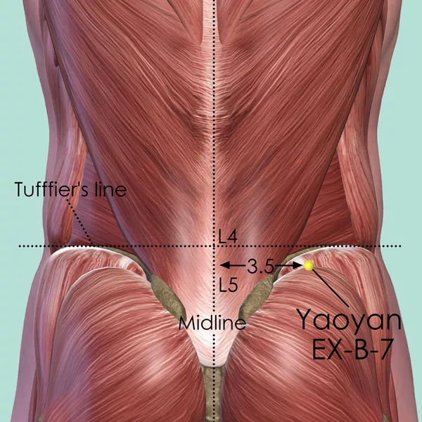 Yaoyan EX-B-7 - Muscles view - Acupuncture point on Extra Points: Back (EX-B)