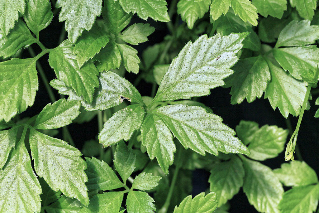 Jiao Gu Lan (Jiaogulan) plant