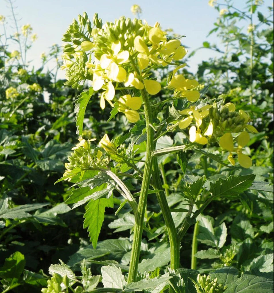 Bai Jie Zi (White mustard seeds) plant
