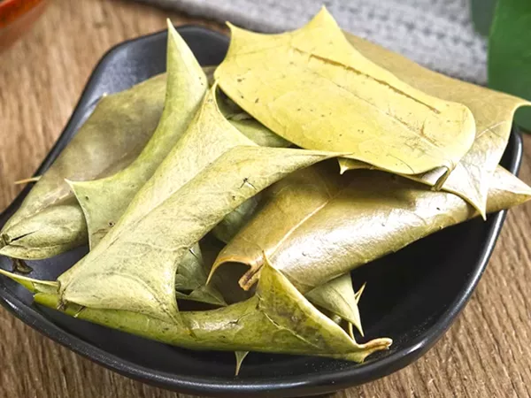 What Chinese holly leaf looks like as a TCM ingredient
