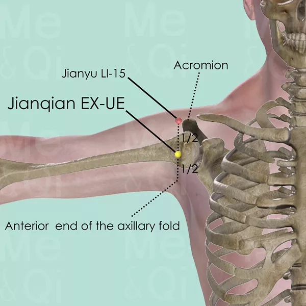 Jianqian EX-UE - Bones view - Acupuncture point on Extra Points: Upper Extremities (EX-UE)
