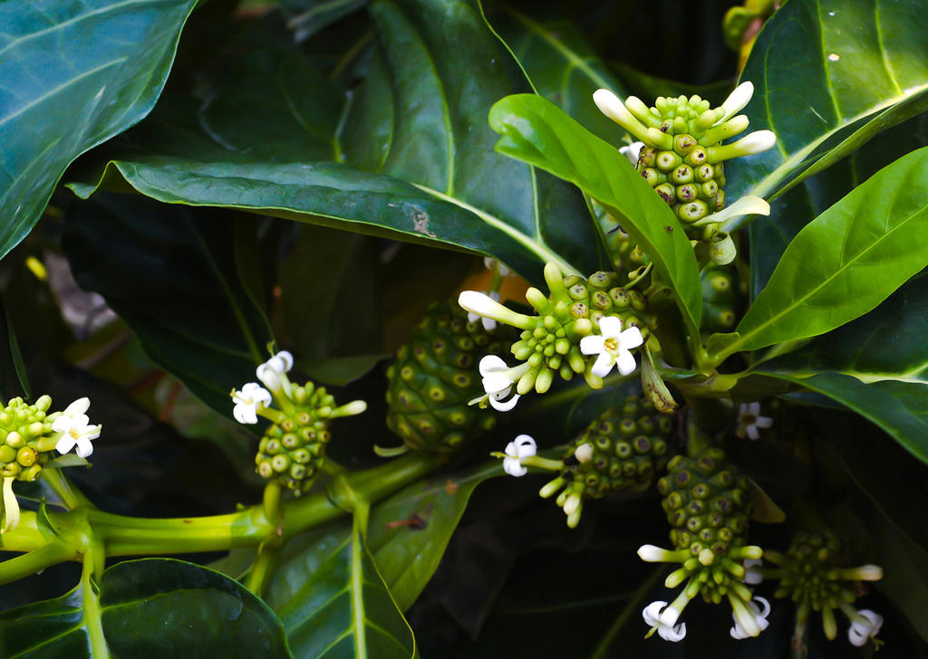 Qian Cao (Indian madder roots) plant