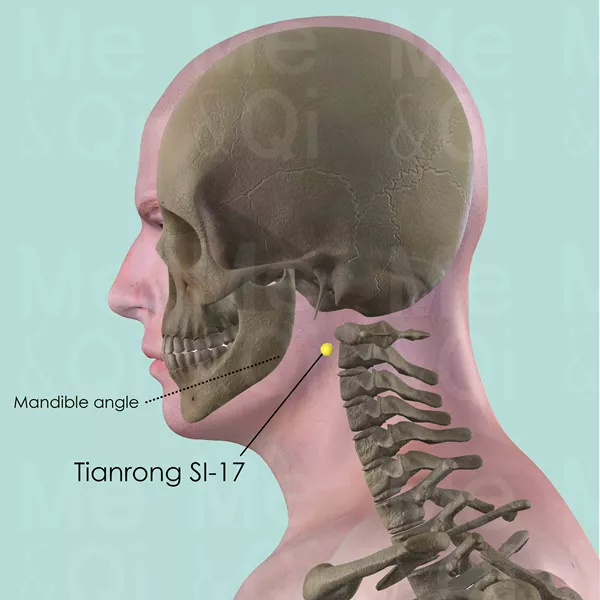 Tianrong SI-17 - Bones view - Acupuncture point on Small Intestine Channel