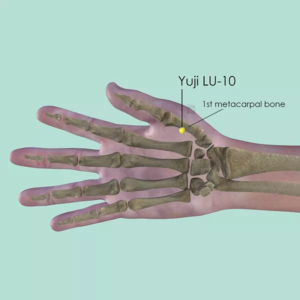 Yuji LU-10 - Bones view - Acupuncture point on Lung Channel