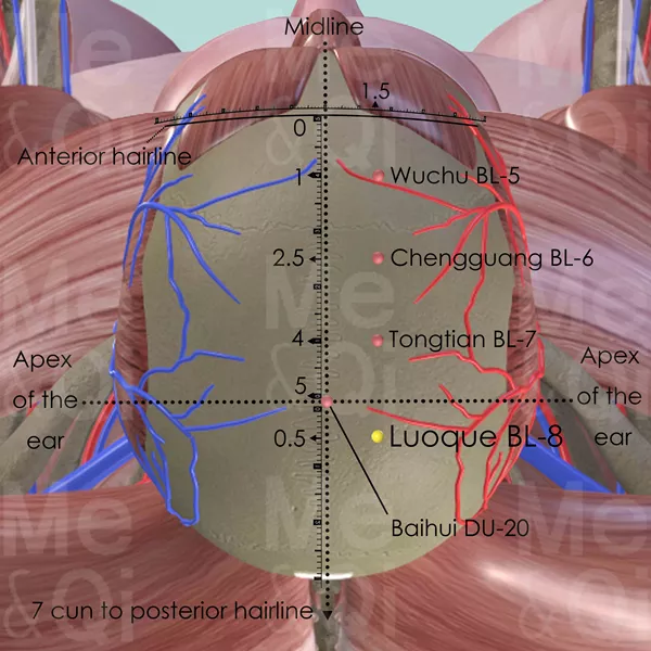 Luoque BL-8 - Muscles view - Acupuncture point on Bladder Channel