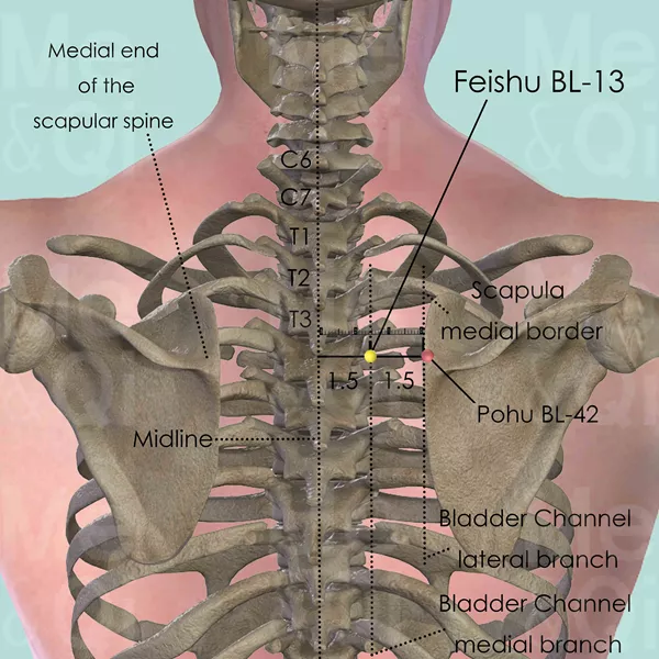 Feishu BL-13 - Bones view - Acupuncture point on Bladder Channel