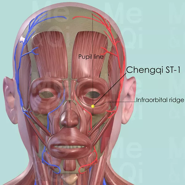 Chengqi ST-1 - Muscles view - Acupuncture point on Stomach Channel