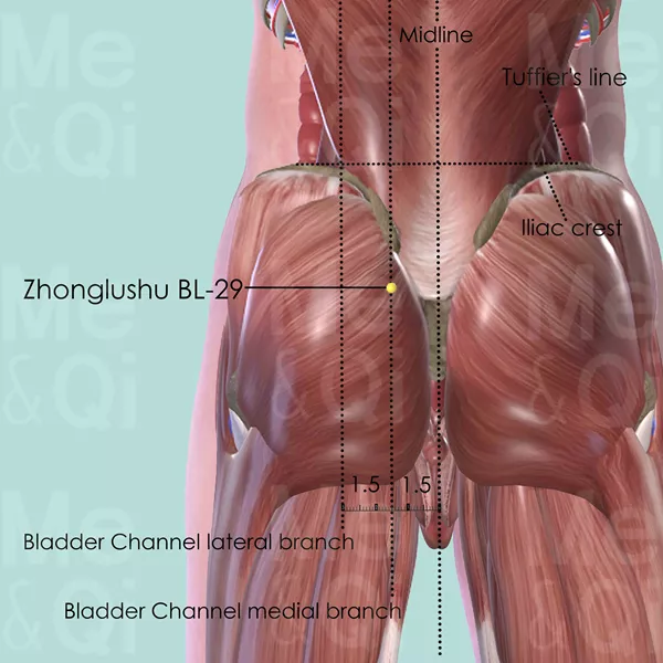 Zhonglushu BL-29 - Muscles view - Acupuncture point on Bladder Channel